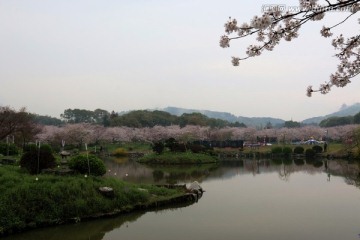 櫻花園風景