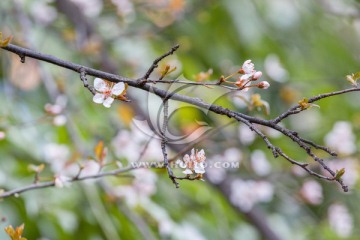 红叶李 李花