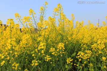 油菜花