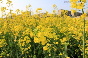 油菜花