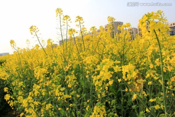 油菜花