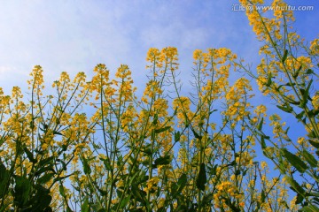 油菜花