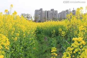 油菜花