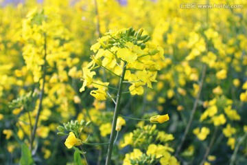 油菜花