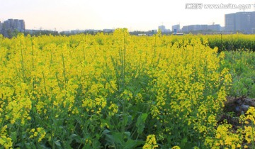 油菜花