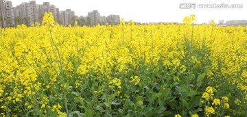 油菜花