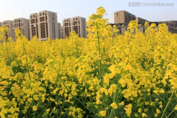 油菜花