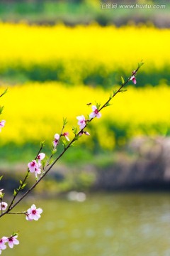 春天 桃花 油菜花
