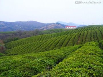 茶山