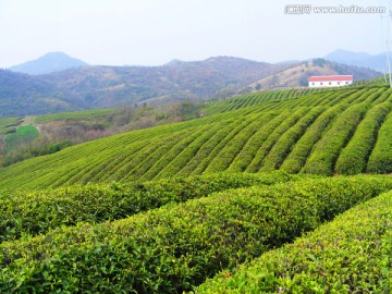 茶山