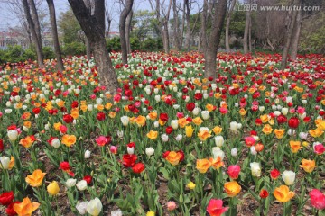 彩色郁金香花海