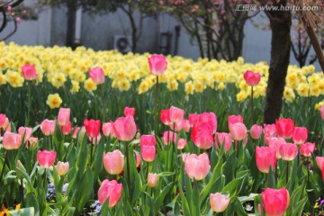 郁金香花海