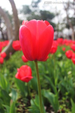 红色郁金香特写