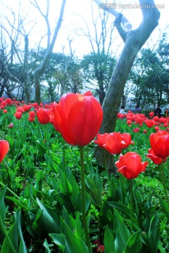 红色郁金香特写