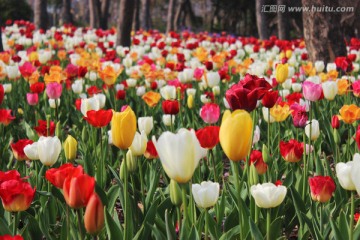 郁金香花海