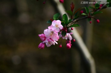 垂丝海棠