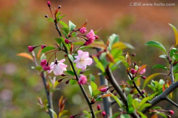 垂丝海棠