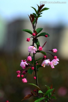 垂丝海棠