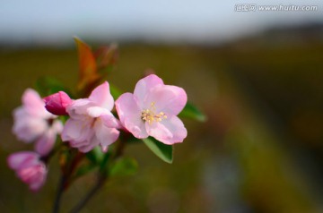 垂丝海棠