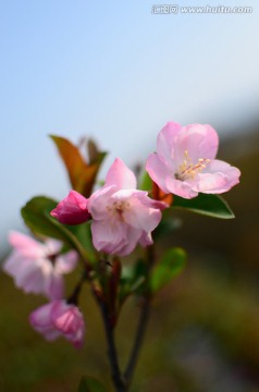 垂丝海棠