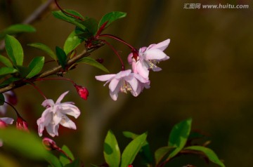 垂丝海棠