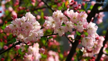 春韵 春天 花朵