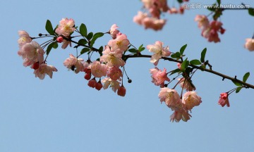 春韵 春天 花朵