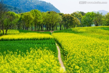 春天的田野