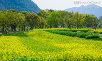 田野