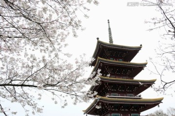 樱花园风景