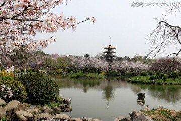 樱花园风景