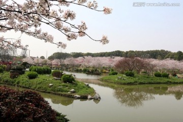 樱花园风景