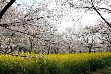 樱花园风景