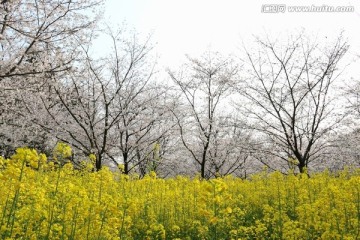 樱花园风景