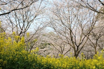 樱花园风景