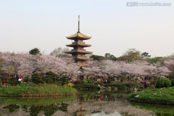 樱花园风景