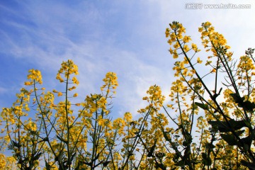 油菜花