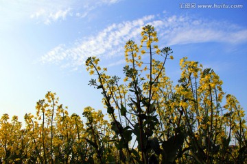 油菜花