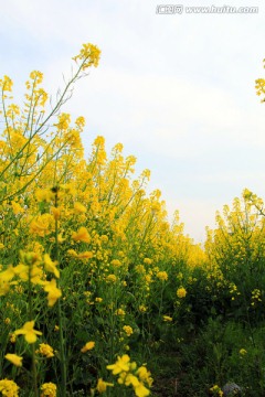 油菜花