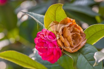 茶花 红色山茶花