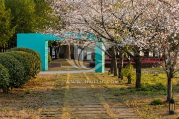 樱花 樱花树