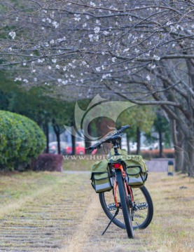 樱花树 自行车