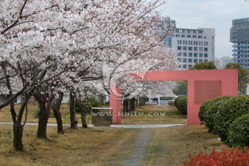 樱花 樱花树