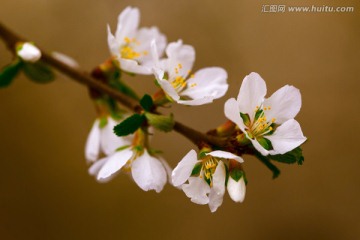 樱桃花