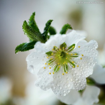 樱桃花