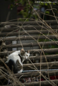 藤架上的猫