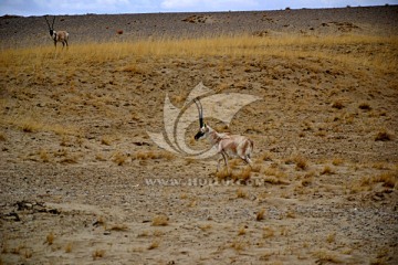 雄性藏羚羊