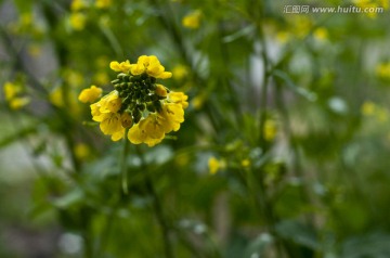 油菜花