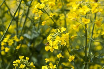 油菜花