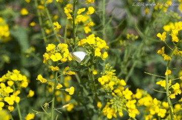 油菜花